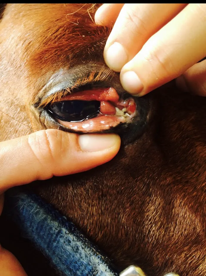 Weston Davis Equine Surgery 12