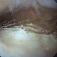 Weston Davis Equine Surgery ico