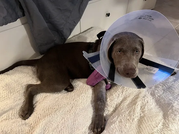 Pet Emergency of Martin County 12