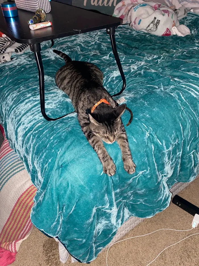 Pet Emergency of Martin County 12