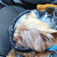 Pet Emergency of Martin County ico