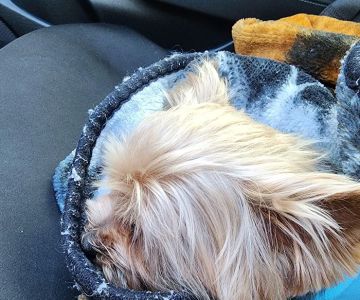 Pet Emergency of Martin County