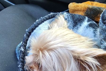Pet Emergency of Martin County