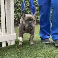 Southeast Veterinary Neurology ico