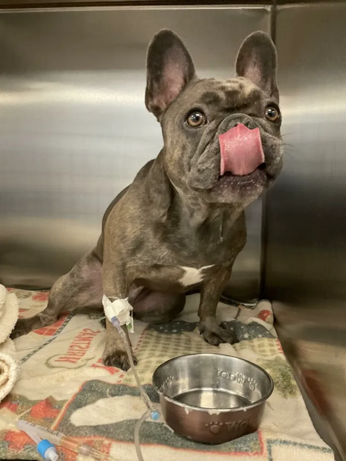 Southeast Veterinary Neurology 12