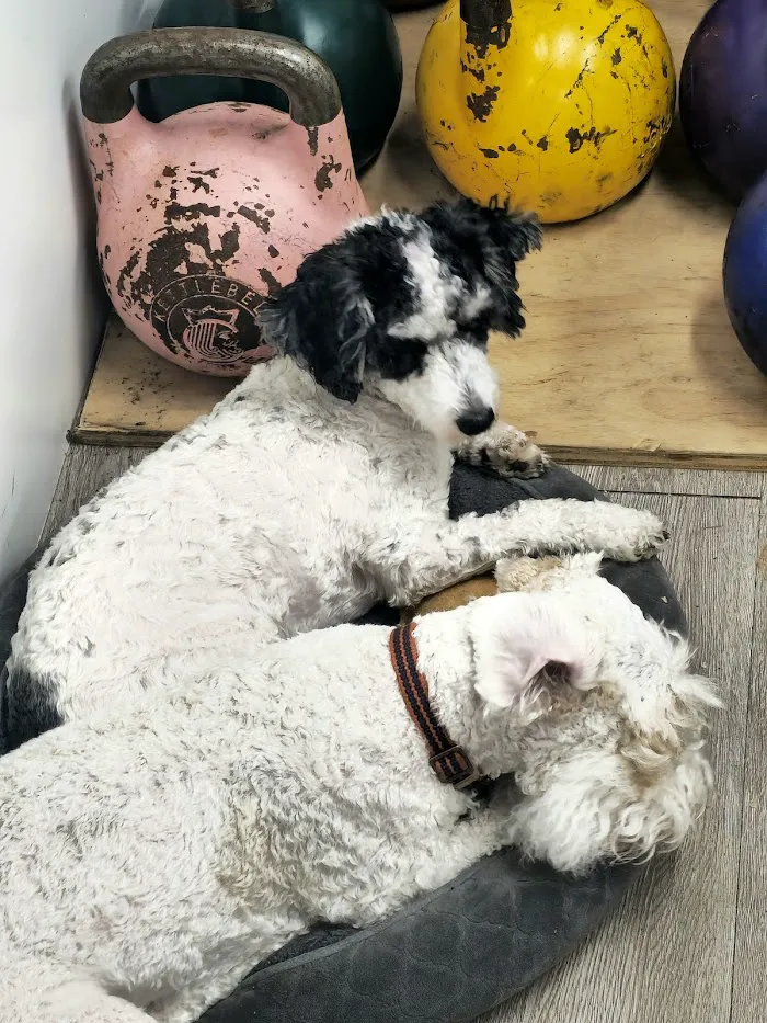 Paws 2 Help 1