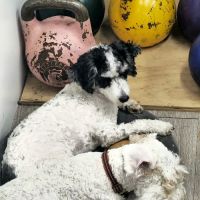 Paws 2 Help ico