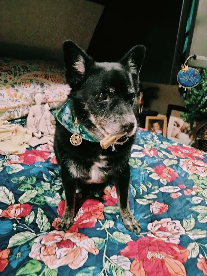 Paws 2 Help 8