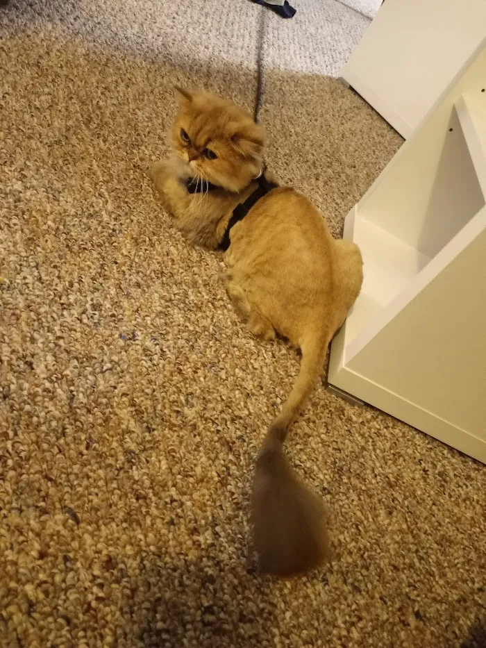 Paws 2 Help 4