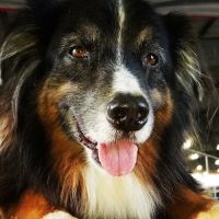 Native Palm Animal Hospital ico