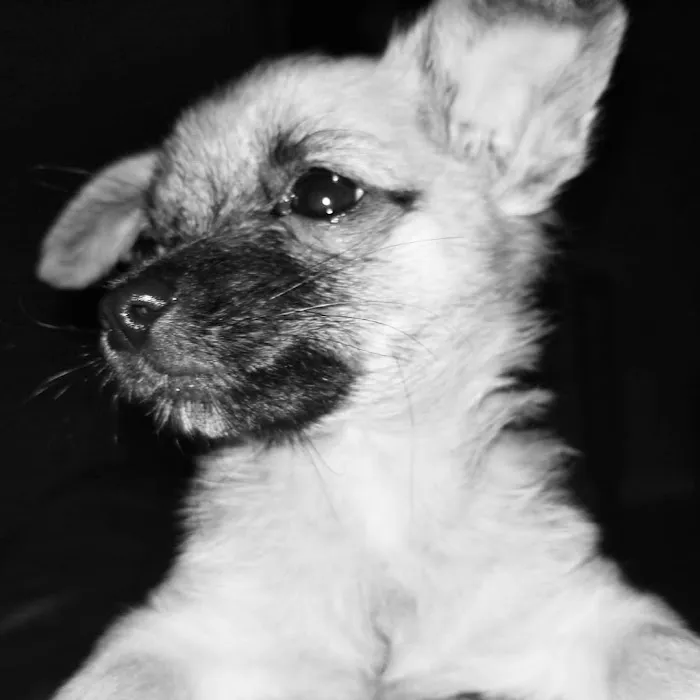 Banfield Pet Hospital 12