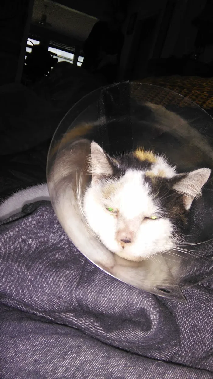 Cypress Animal Hospital 12