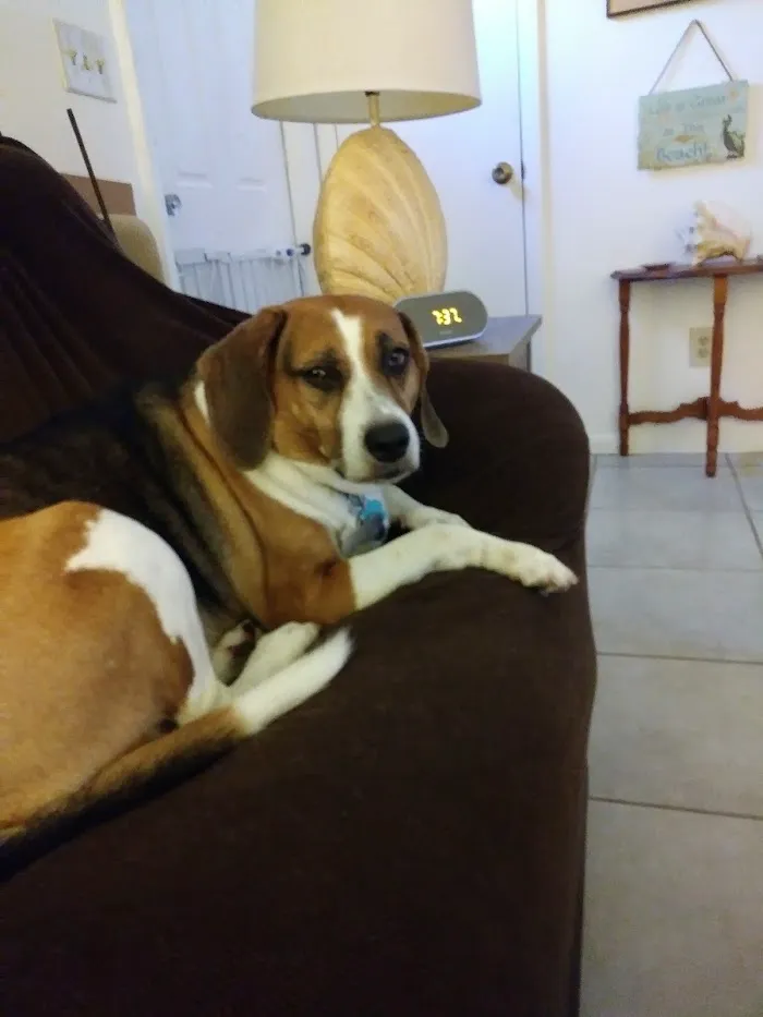 Cypress Animal Hospital 12