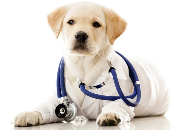 Cypress Animal Hospital 12