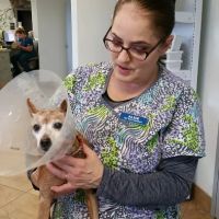Cypress Animal Hospital ico
