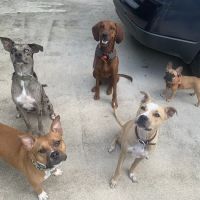 Ibis Animal Hospital ico