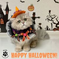 Bluffs Animal Hospital ico