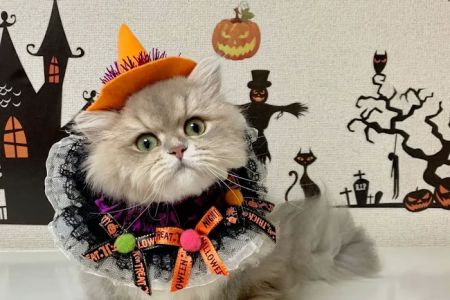 Bluffs Animal Hospital