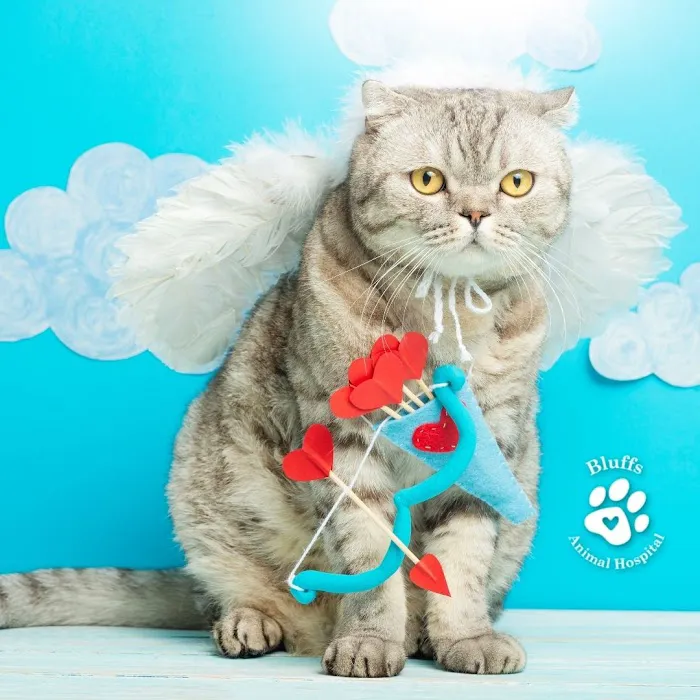 Bluffs Animal Hospital 12