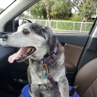 Banfield Pet Hospital ico