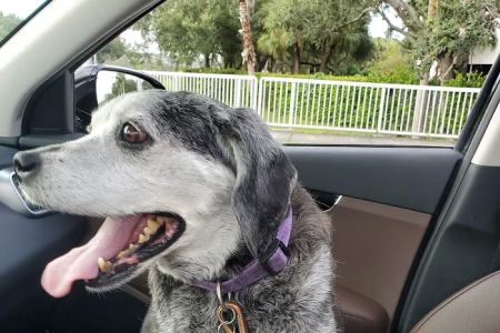 Banfield Pet Hospital