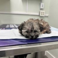 Garden Park Animal Clinic ico