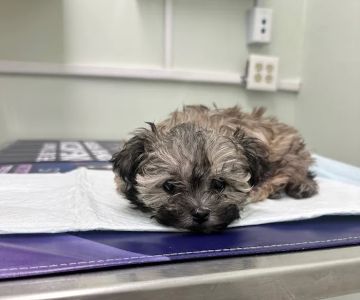 Garden Park Animal Clinic