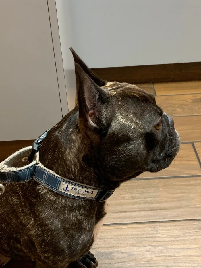 Jupiter Animal Hospital (Brian Gerard DVM PA) 12