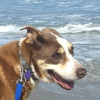 Jupiter Animal Hospital (Brian Gerard DVM PA) ico