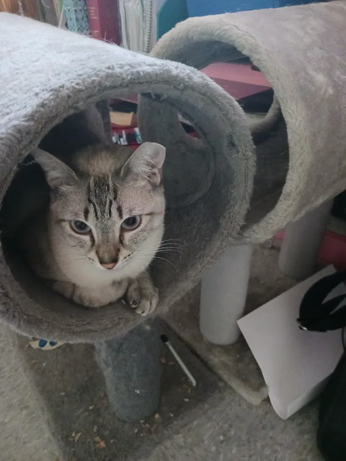 Furry Friends Veterinary Clinic 12