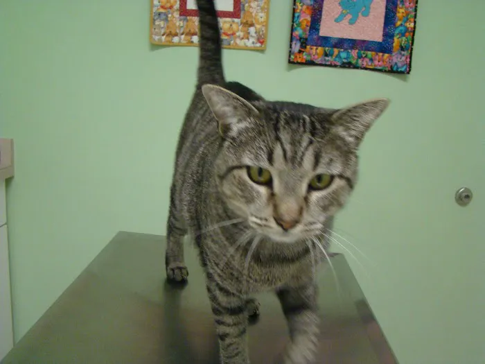Village Veterinary 12
