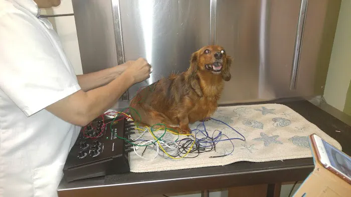 Chasewood Animal Hospital 12