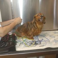 Chasewood Animal Hospital ico