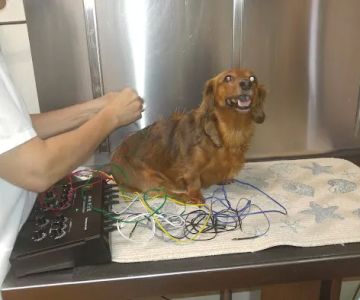 Chasewood Animal Hospital