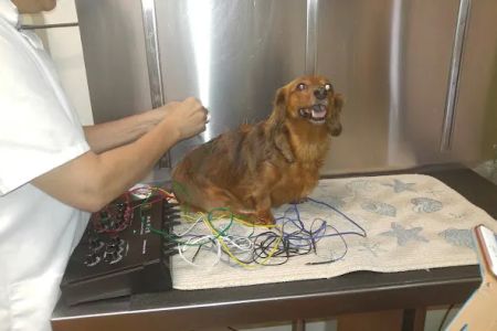 Chasewood Animal Hospital