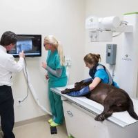 Animal Medical Center of Jupiter ico