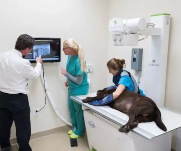 Animal Medical Center of Jupiter