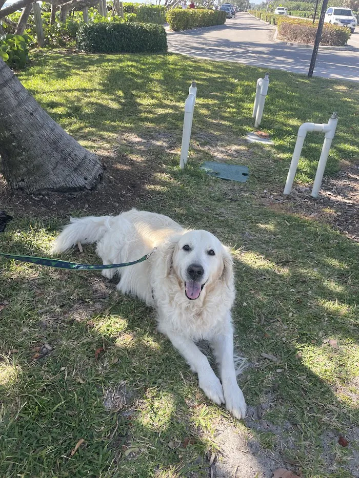 Animal Medical Center of Jupiter 12