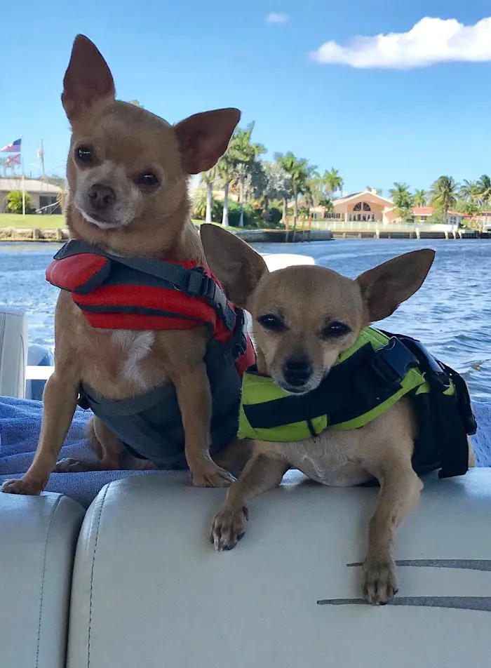Animal Medical Center of Jupiter 12