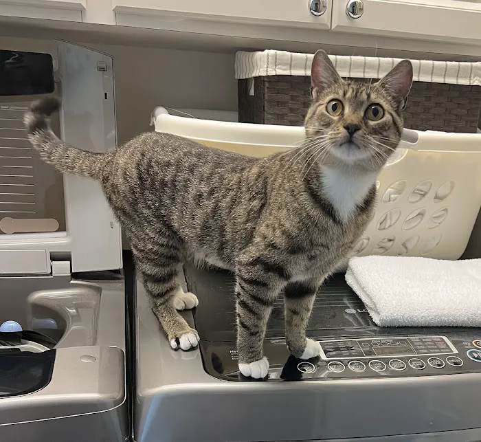 Tequesta Veterinary Clinic 12