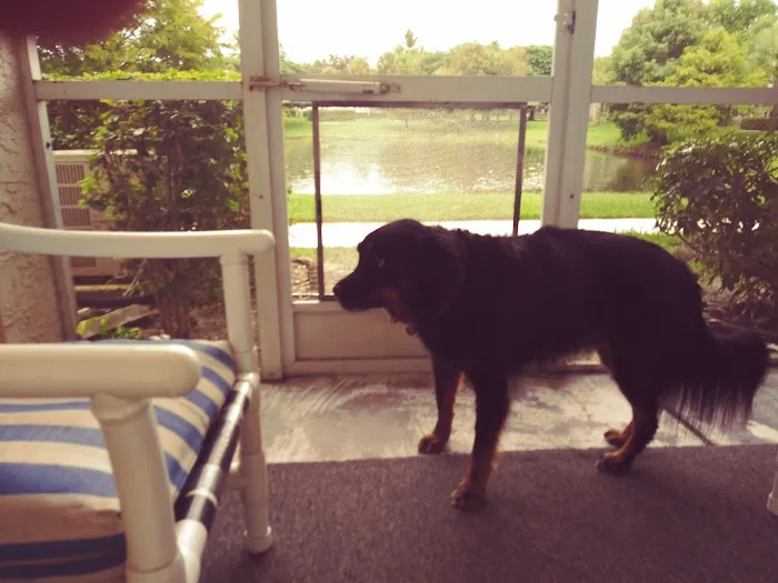 Jaffe Animal Hospital 7