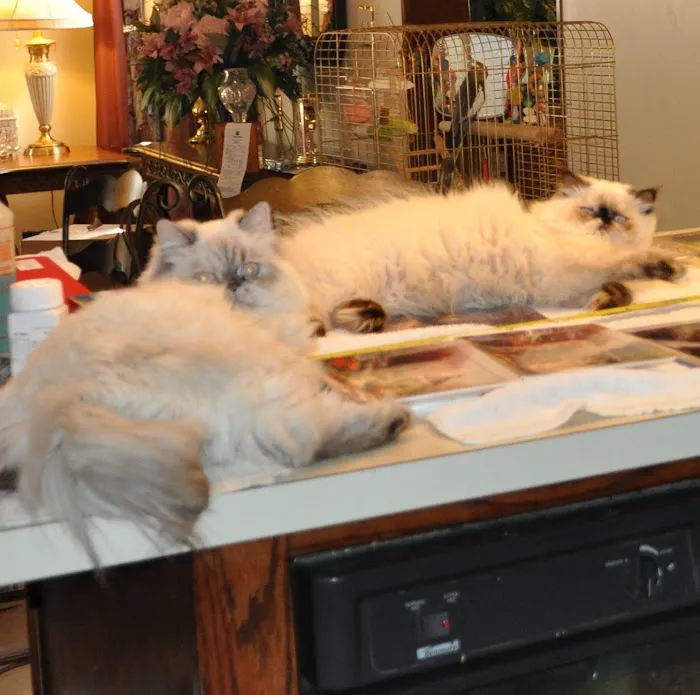 Jaffe Animal Hospital 5
