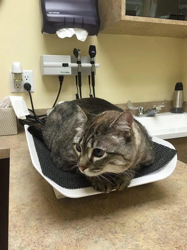 Juno Beach Animal Hospital 12