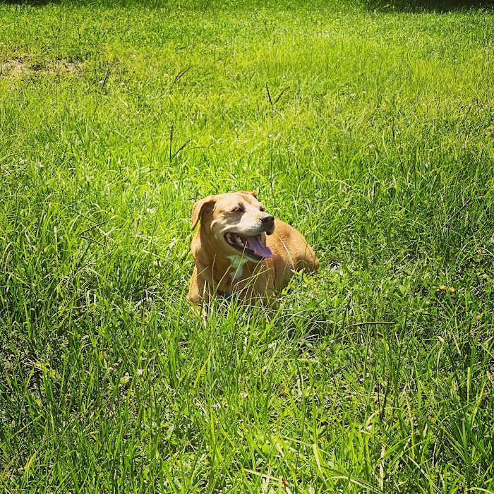 Sunshine Veterinary Hospital 12
