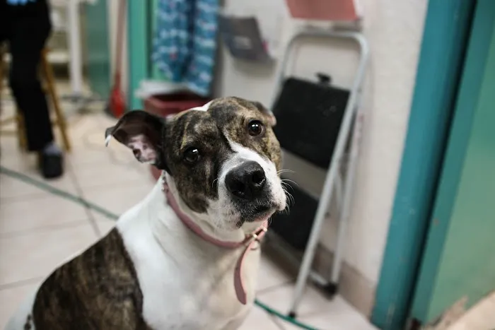 Promenade Animal Hospital 12