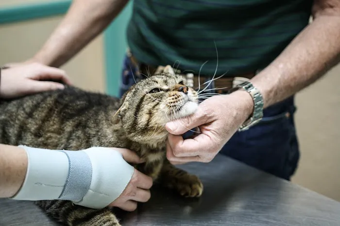 Promenade Animal Hospital 12