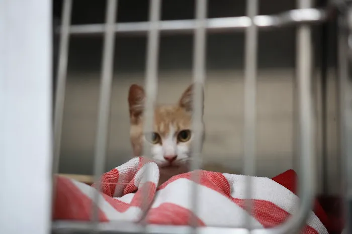 Promenade Animal Hospital 12
