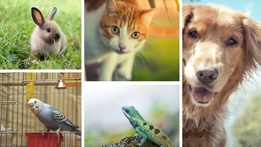 Promenade Animal Hospital 12