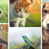 Promenade Animal Hospital ico