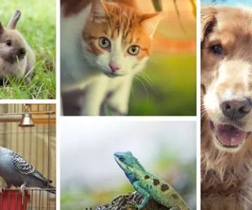 Promenade Animal Hospital